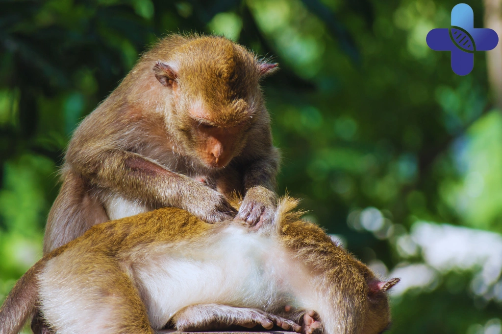 Animal Scratch in Uluwatu_ What Travelers Should Do When a Dog, Cat, or Monkey Breaks the Skin