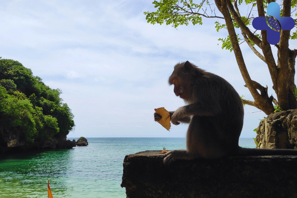Animals Near Uluwatu Beaches_ What Travelers Should Know About Bites, Scratches, and Rabies Prevention