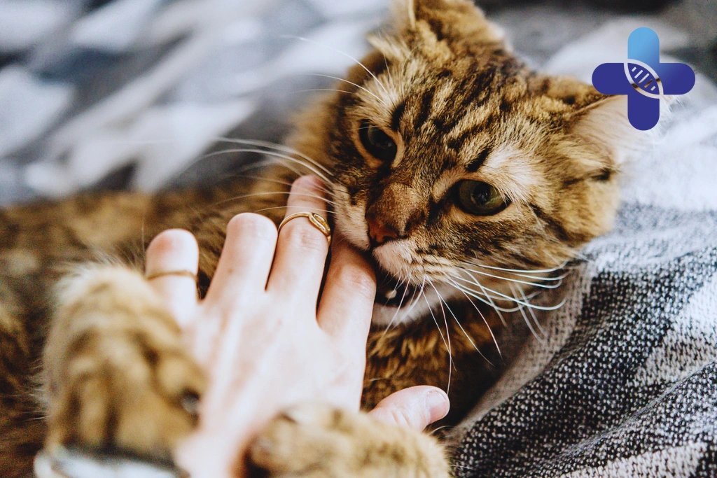 Cat Bite in Ubud_ Why Travelers Should Consider Wound Care and Rabies Vaccine Guidance