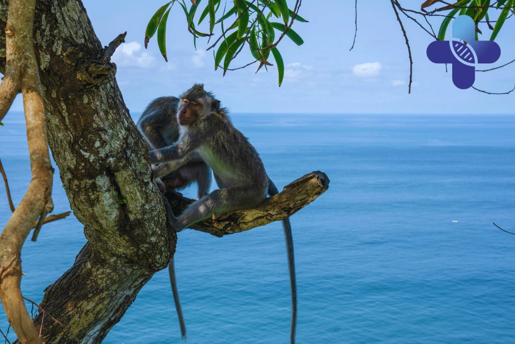 Conclusion - Animals Near Uluwatu Beaches_ Bite and Scratch Guide