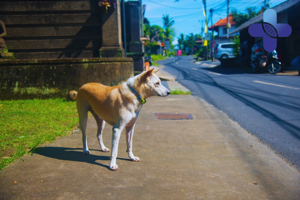 Conclusion - Street Dogs in Ubud_ Traveler Safety Guide