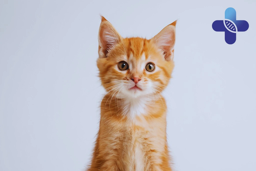 Conclusion – Cat Bite in Ubud_ Rabies Concern