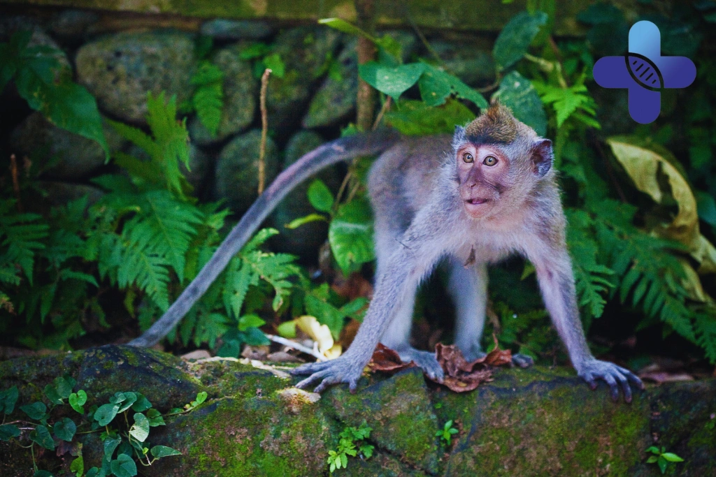 Conclusion – Rabies Symptoms After Bite in Ubud