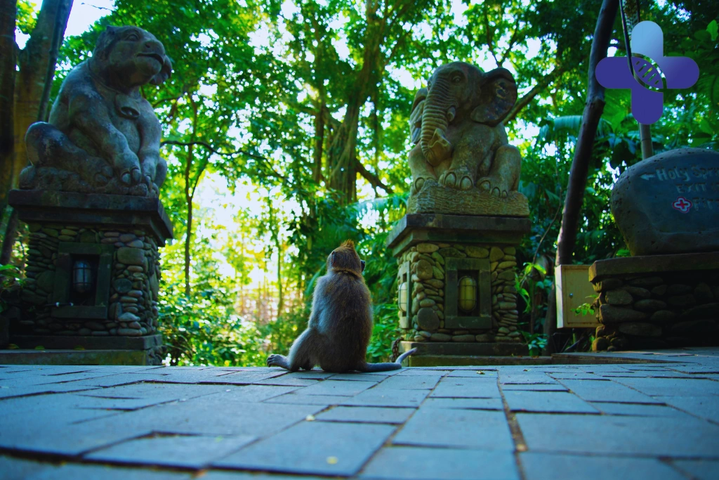 Conclusion – Rabies Vaccine After Monkey Forest Ubud