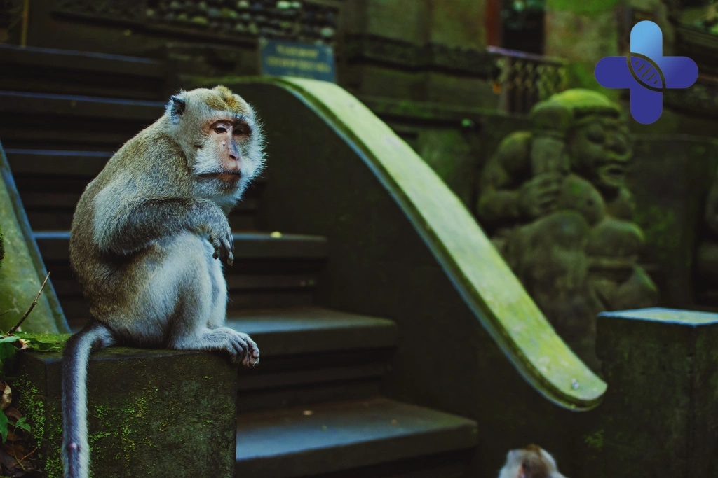 Conclusion – Rabies Vaccine After Scratch in Ubud