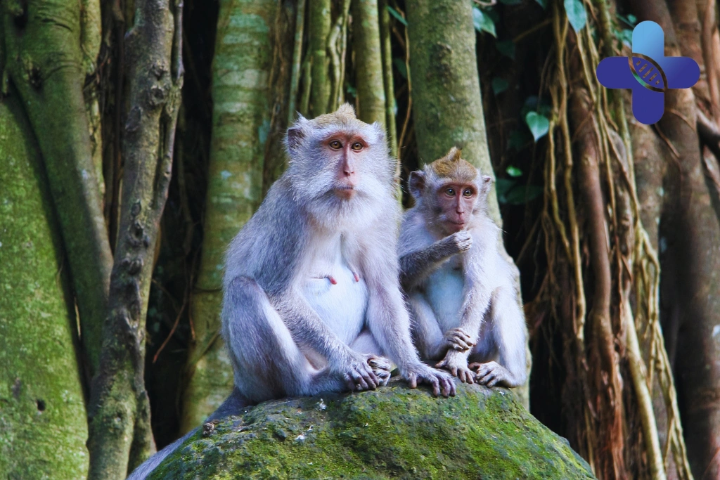 Conclusion – Small Animal Scratches in Ubud_ Guide
