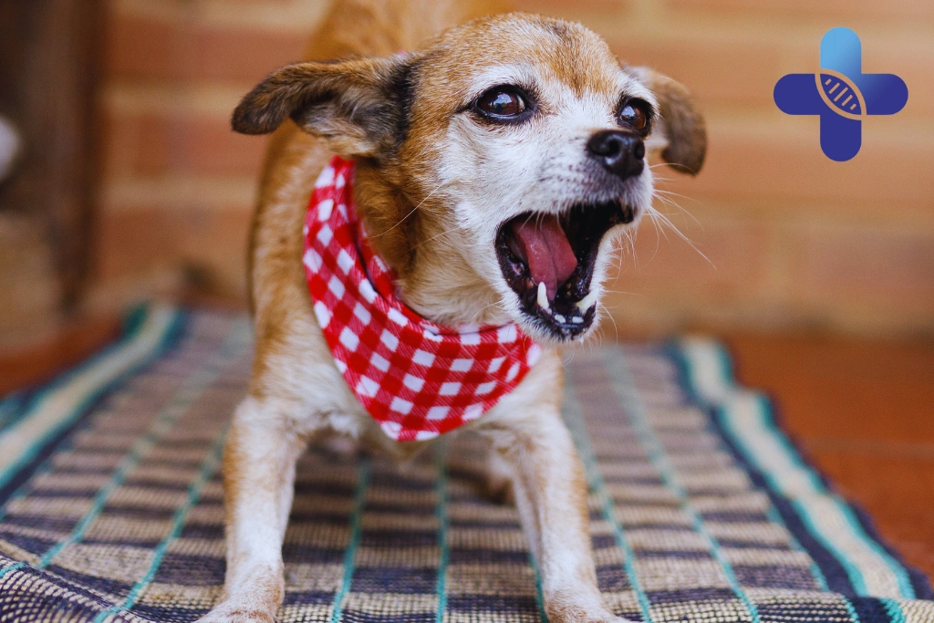 Do Small Dog Bites Always Need Rabies Vaccine