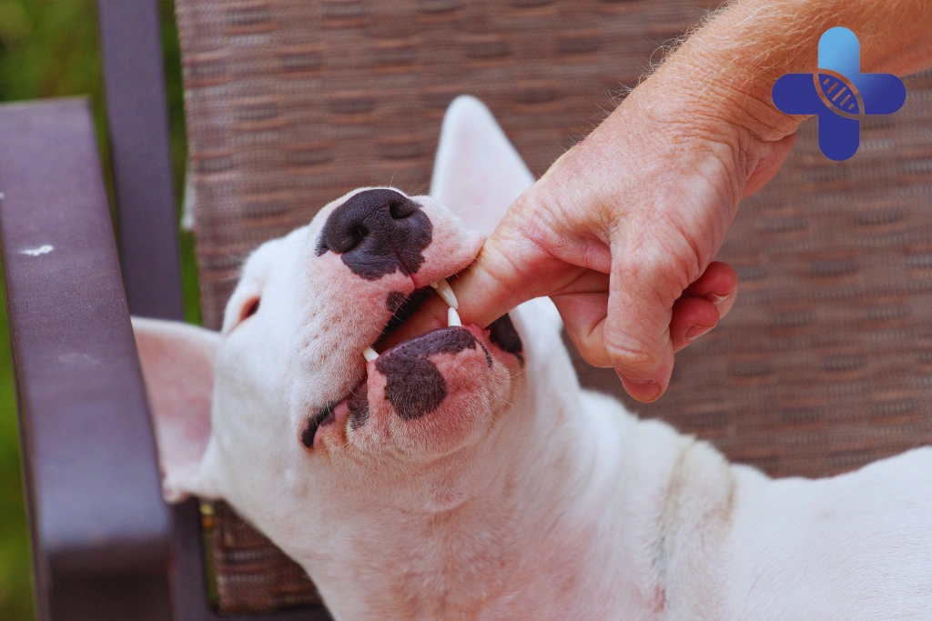 Do You Need Rabies Vaccine After a Dog Bite