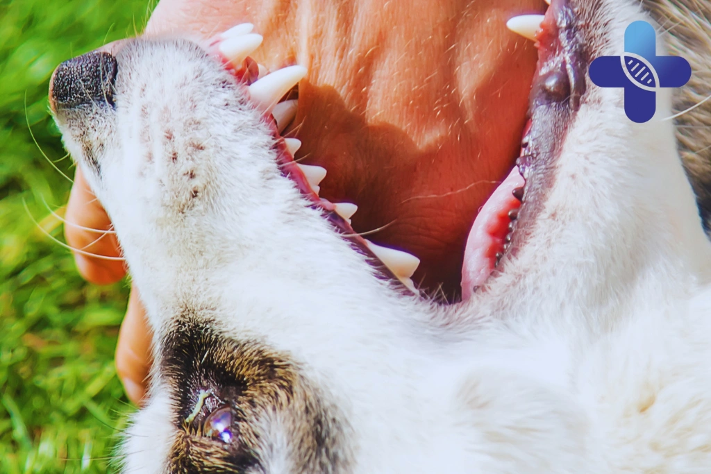 Does Broken Skin Mean Rabies Vaccine Is Needed