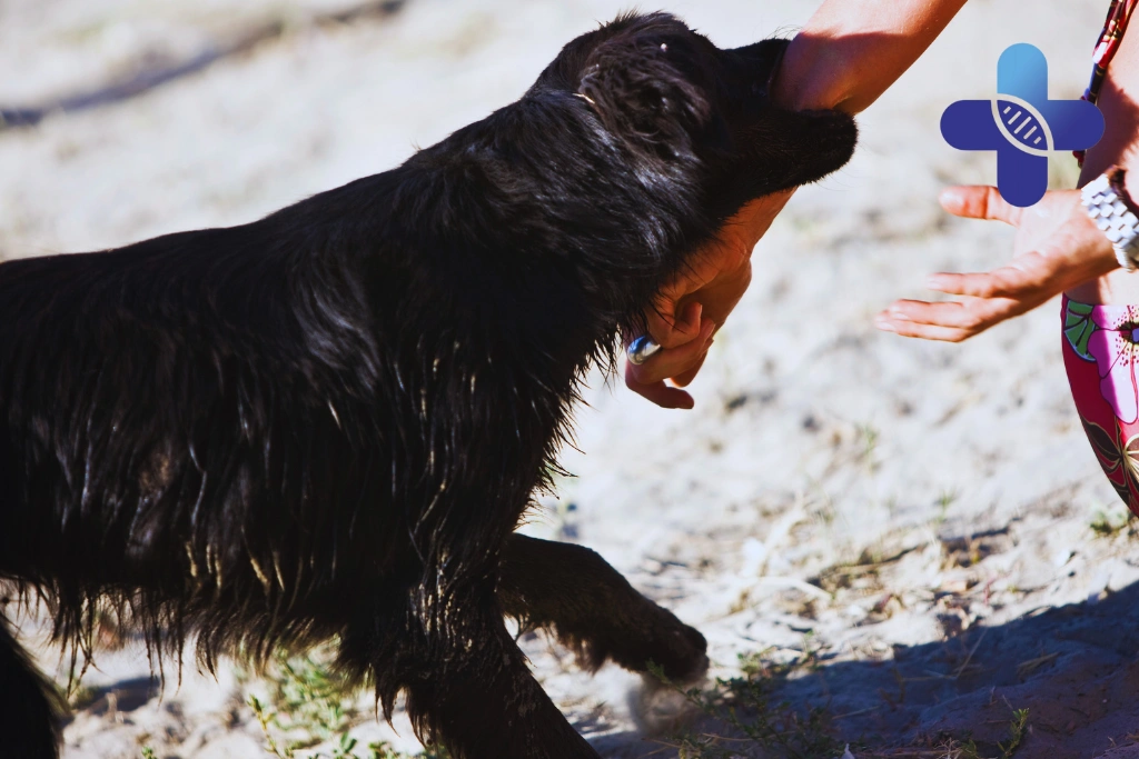 Dog Bite in Ubud_ What Travelers Should Do First After a Bite, Scratch, or Saliva Exposure