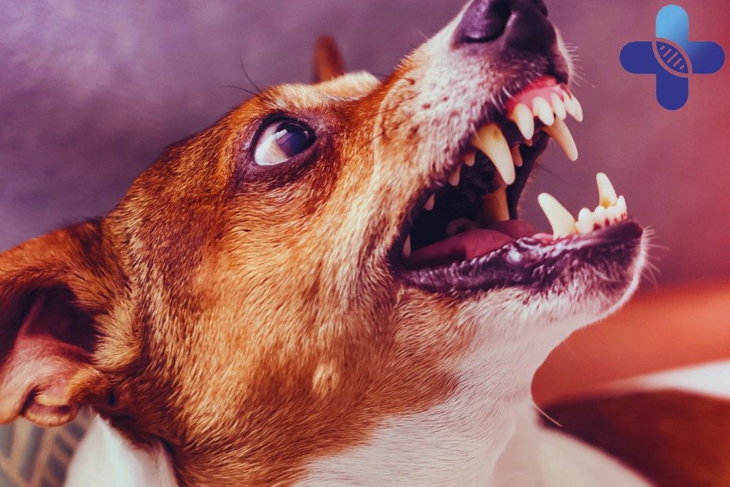 Dog Bite in Uluwatu_ What Travelers Should Do After a Bite Breaks the Skin