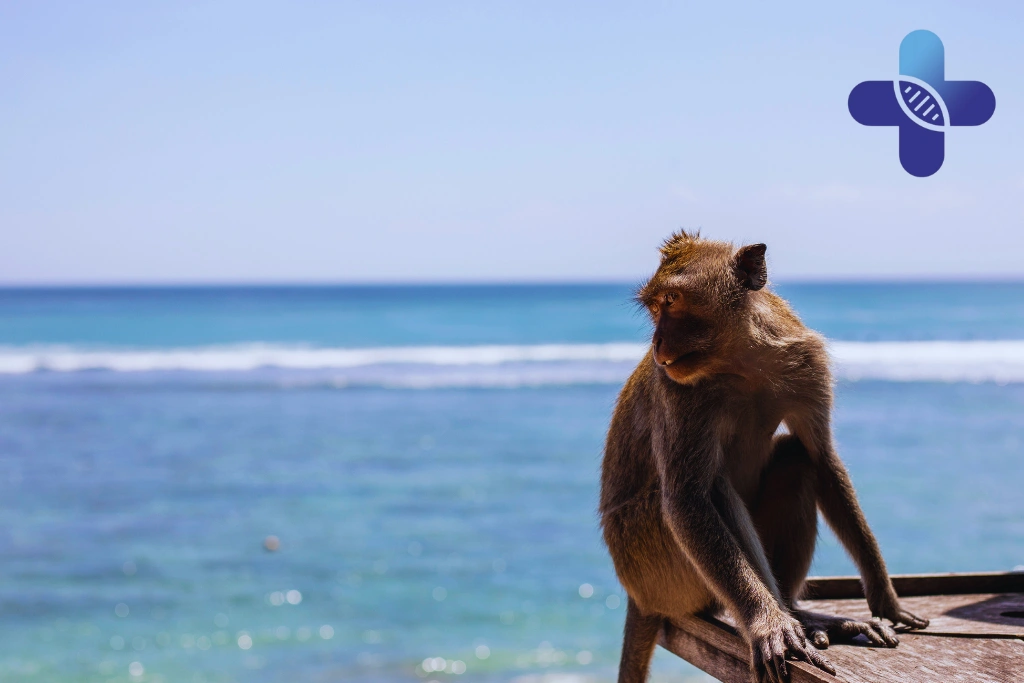 Dog, Cat, and Monkey Encounters Near the Beach