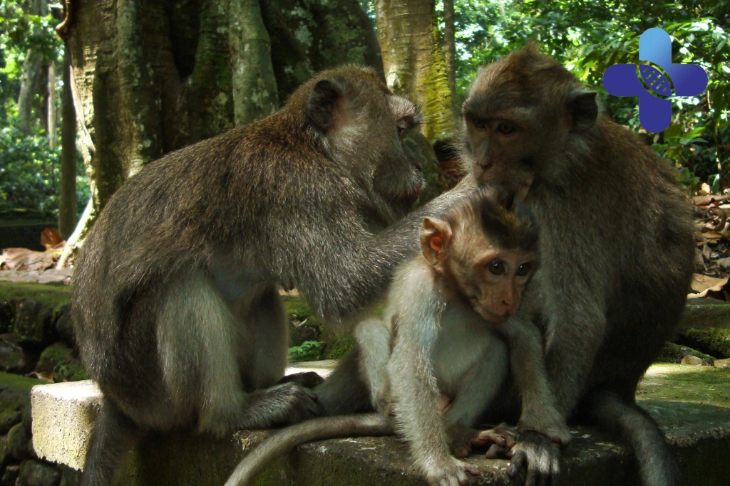Monkey Forest Ubud Health Risks_ What Tourists Should Know About Monkey Bites, Scratches, and Rabies Awareness