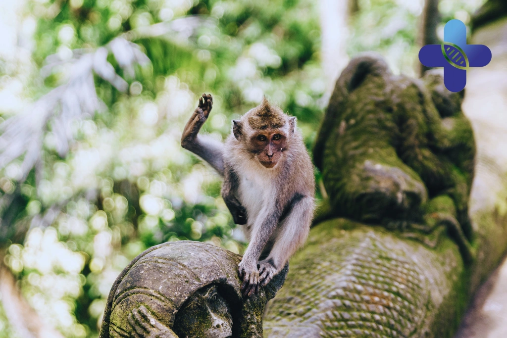 Monkey Scratch in Ubud_ When Travelers Should Seek Medical Guidance After a Scratch or Bite