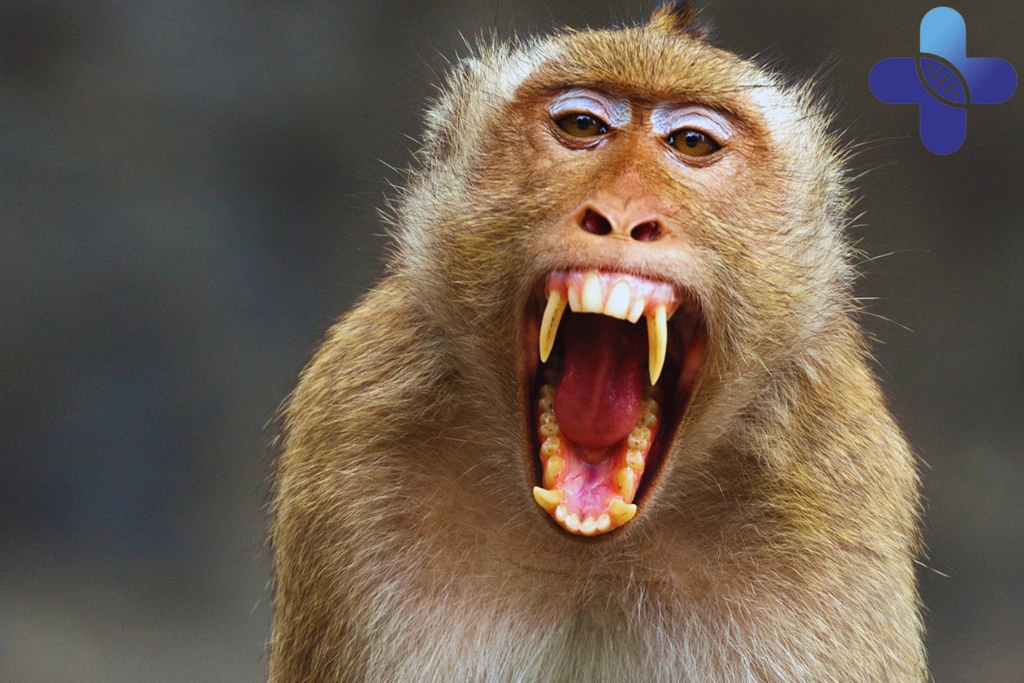 Monkey Scratch in Uluwatu_ What Travelers Should Do When the Wound Looks Small