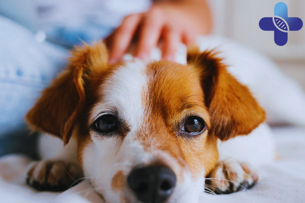 Pet Dogs in Ubud_ What Travelers Should Know Before Touching, Feeding, or Getting Too Close