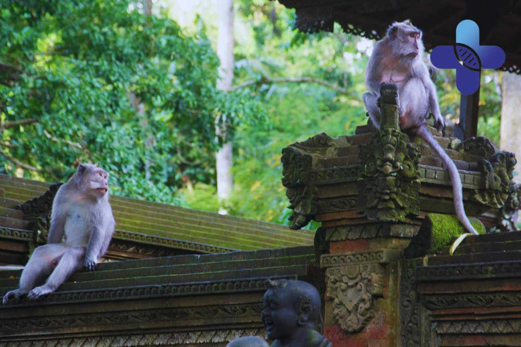Rabies Vaccine After Monkey Forest Ubud_ What Tourists Should Do After a Scratch, Bite, or Saliva Exposure