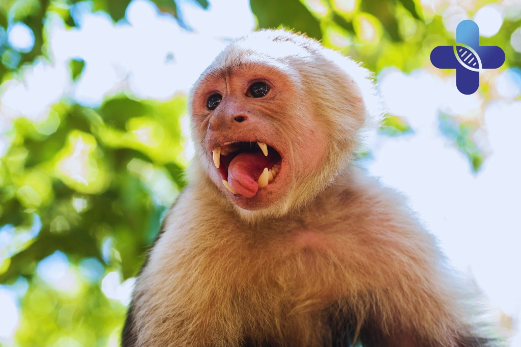 Rabies Vaccine After Scratch in Ubud_ When Travelers Should Seek Medical Guidance
