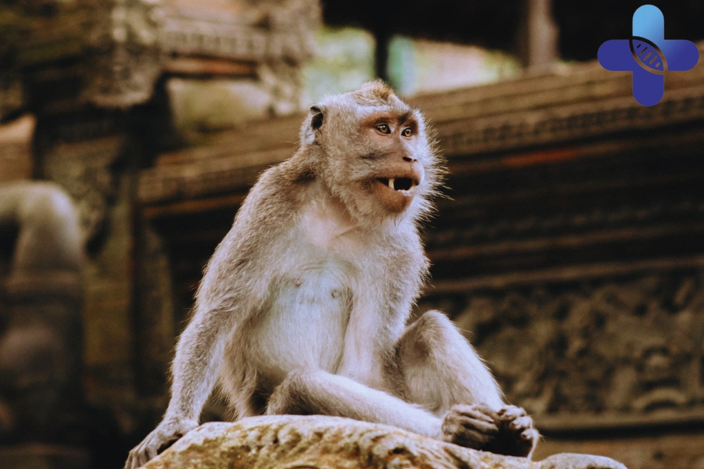 Rabies in Ubud_ What Travelers Should Know About Animal Bites, Scratches, Vaccines, and Medical Support