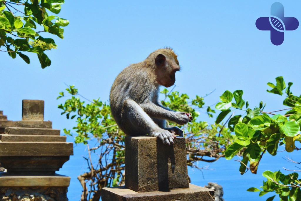 Rabies in Uluwatu_ What Travelers Should Do After a Dog Bite, Monkey Scratch, or Animal Exposure