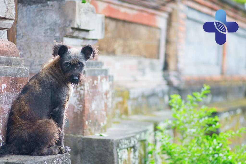 Street Dogs in Ubud_ What Travelers Should Know Before Getting Too Close