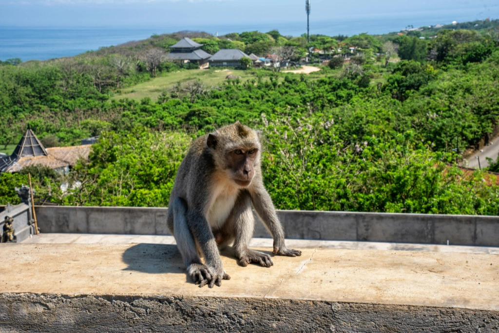 When a Monkey Bite Needs Prompt Assessment