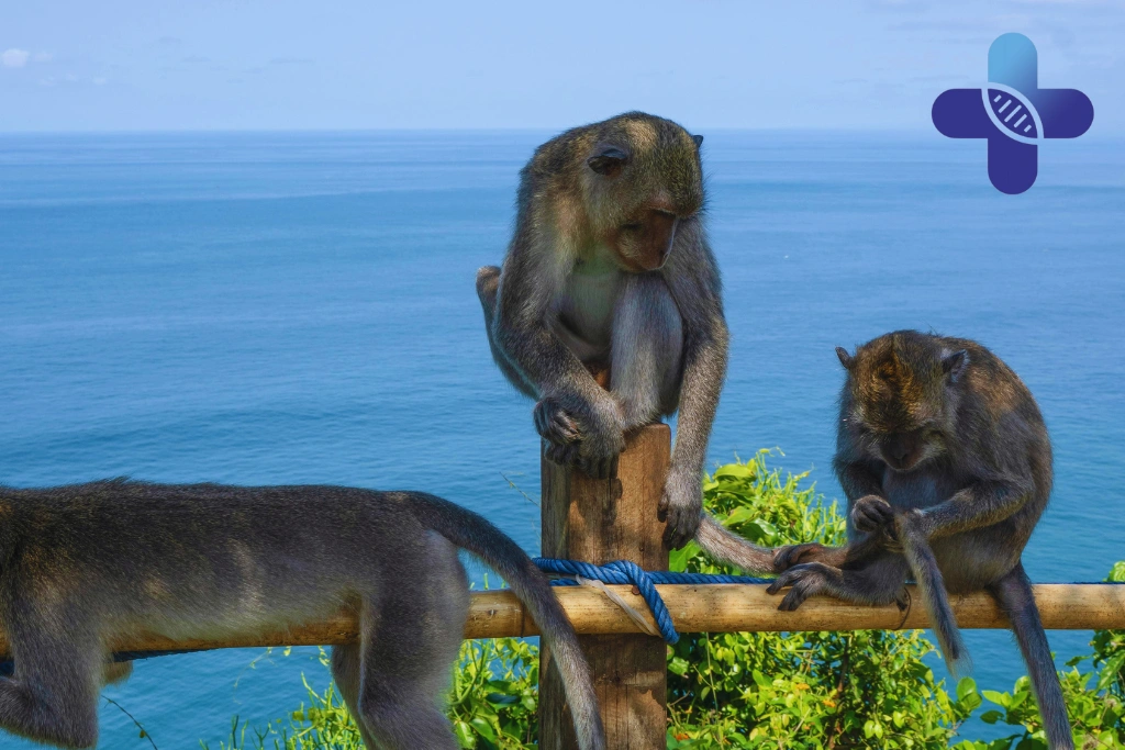 When a Monkey Scratch Should Be Checked Promptly