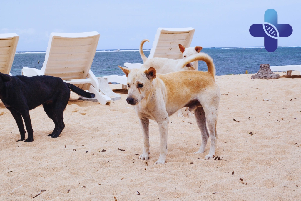 Why a Small Dog Bite Still Matters