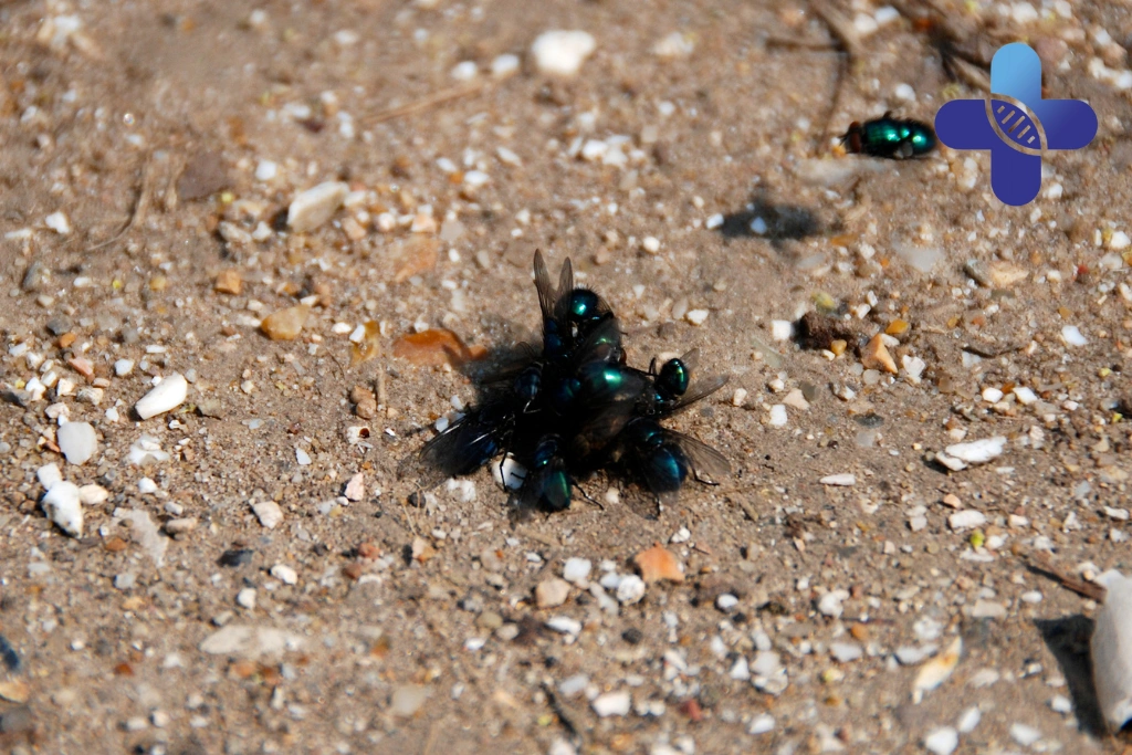 Sand Flies and Swelling in Jimbaran
