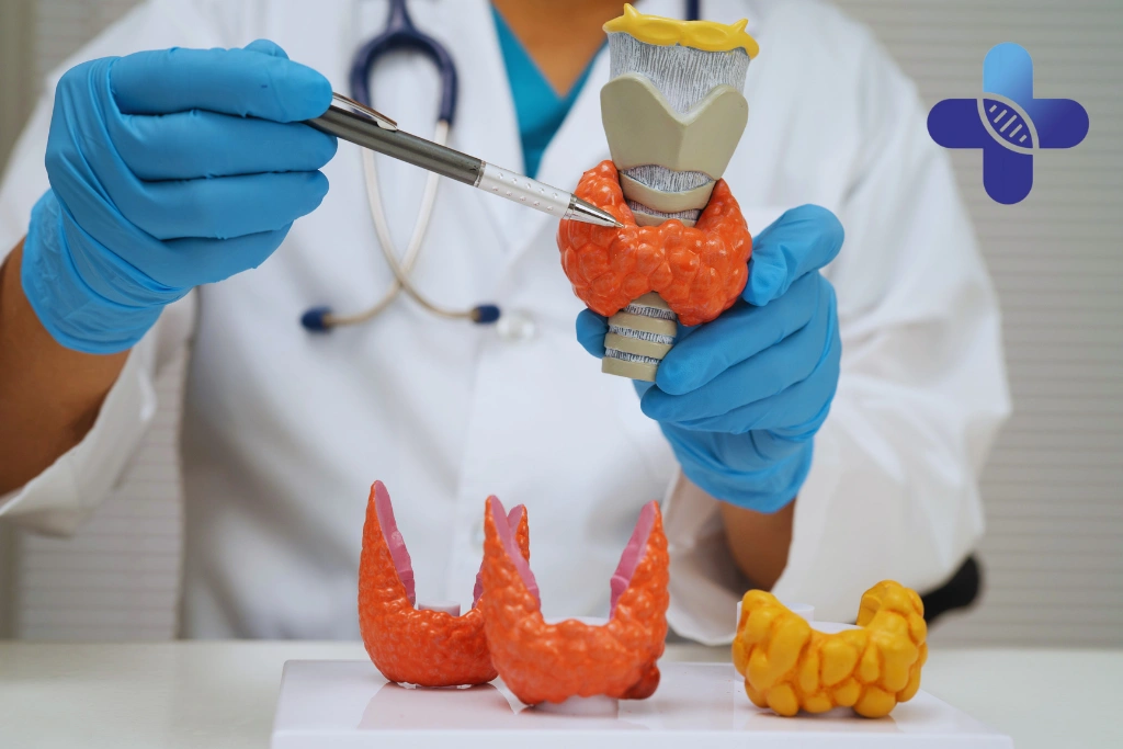 When Thyroid Symptoms Are Worth a Specialist Visit